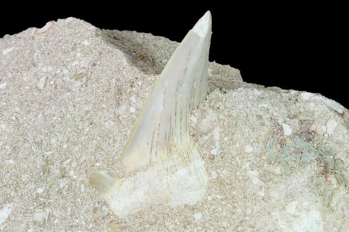Otodus Shark Tooth Fossil in Rock - Eocene #139878